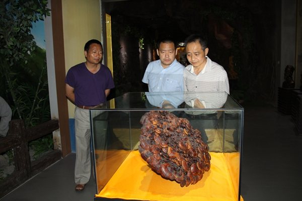 杭州亞運(yùn)會(huì)官方靈芝產(chǎn)品供應(yīng)商|杭州亞運(yùn)會(huì)官方供應(yīng)商|中國靈芝十大品牌|仙客來靈芝|仙客來靈芝破壁孢子粉|仙客來孢子油|仙客來靈芝飲片|仙客來破壁孢子粉|靈芝孢子油|孢子粉|靈芝破壁孢子粉|靈芝|中華老字號(hào) 杭州亞運(yùn)會(huì)官方靈芝產(chǎn)品供應(yīng)商|杭州亞運(yùn)會(huì)官方供應(yīng)商|中國靈芝十大品牌|仙客來靈芝|仙客來靈芝破壁孢子粉|仙客來孢子油|仙客來靈芝飲片|仙客來破壁孢子粉|靈芝孢子油|孢子粉|靈芝破壁孢子粉|靈芝|中華老字號(hào)