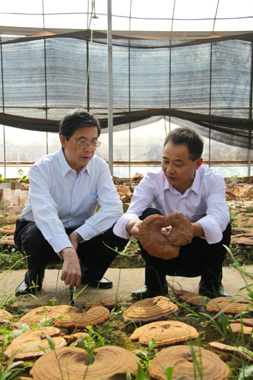 杭州亞運(yùn)會(huì)官方靈芝產(chǎn)品供應(yīng)商|杭州亞運(yùn)會(huì)官方供應(yīng)商|中國(guó)靈芝十大品牌|仙客來(lái)靈芝|仙客來(lái)靈芝破壁孢子粉|仙客來(lái)孢子油|仙客來(lái)靈芝飲片|仙客來(lái)破壁孢子粉|靈芝孢子油|孢子粉|靈芝破壁孢子粉|靈芝|中華老字號(hào) 杭州亞運(yùn)會(huì)官方靈芝產(chǎn)品供應(yīng)商|杭州亞運(yùn)會(huì)官方供應(yīng)商|中國(guó)靈芝十大品牌|仙客來(lái)靈芝|仙客來(lái)靈芝破壁孢子粉|仙客來(lái)孢子油|仙客來(lái)靈芝飲片|仙客來(lái)破壁孢子粉|靈芝孢子油|孢子粉|靈芝破壁孢子粉|靈芝|中華老字號(hào)