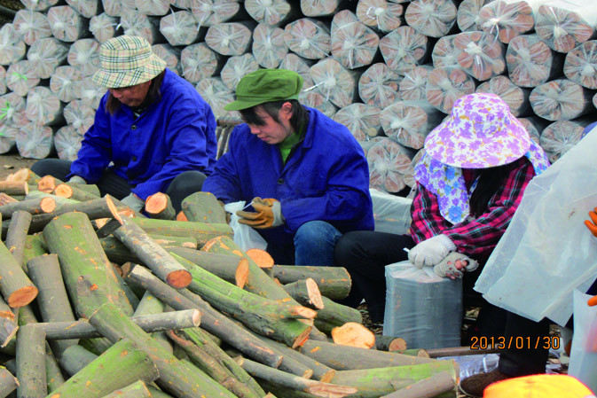 人工裝袋|仙客來靈芝|中國靈芝十大品牌|中國馳名商標|中國首家靈芝全產(chǎn)業(yè)鏈可視工廠