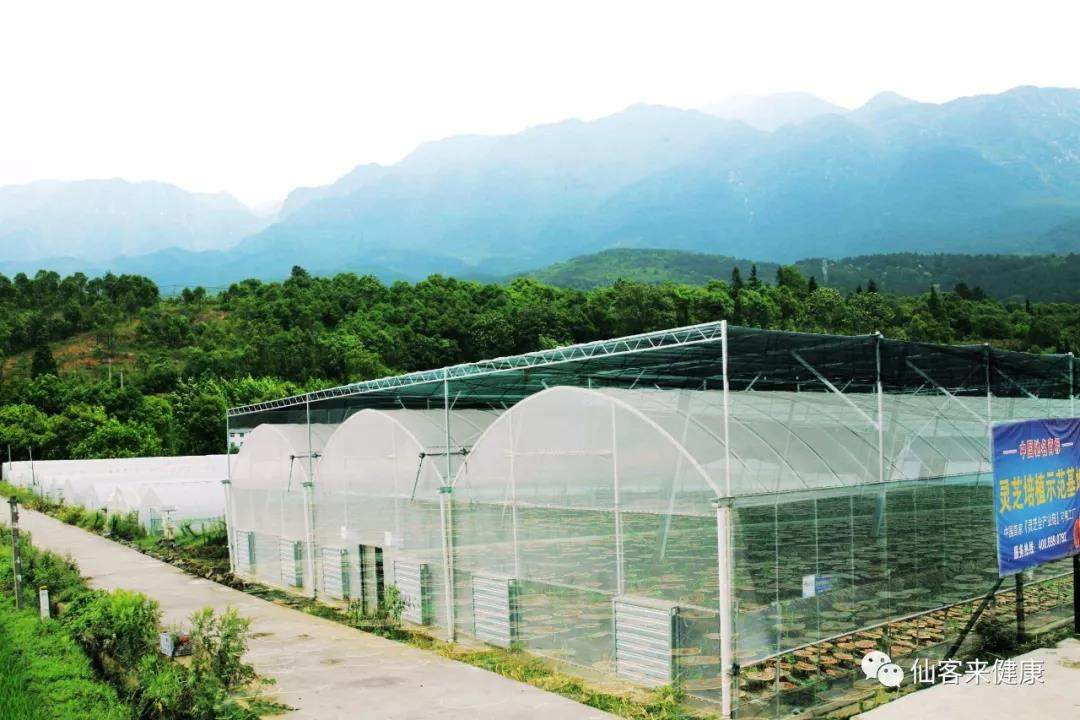 中國靈芝十大品牌|仙客來靈芝|仙客來靈芝破壁孢子粉|仙客來孢子油|仙客來靈芝飲片|仙客來破壁孢子粉|仙客來靈芝中藥飲片|馳名商標|m.tianyabagua.cn| 中國靈芝十大品牌|仙客來靈芝|仙客來靈芝破壁孢子粉|仙客來孢子油|仙客來靈芝飲片|仙客來破壁孢子粉|仙客來靈芝中藥飲片|馳名商標|m.tianyabagua.cn|