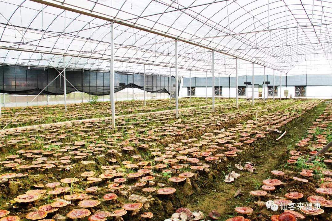 中國靈芝十大品牌|仙客來靈芝|仙客來靈芝破壁孢子粉|仙客來孢子油|仙客來靈芝飲片|仙客來破壁孢子粉|仙客來靈芝中藥飲片|馳名商標|m.tianyabagua.cn| 中國靈芝十大品牌|仙客來靈芝|仙客來靈芝破壁孢子粉|仙客來孢子油|仙客來靈芝飲片|仙客來破壁孢子粉|仙客來靈芝中藥飲片|馳名商標|m.tianyabagua.cn|