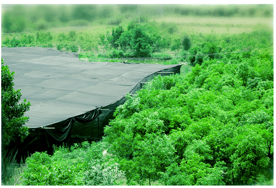 中國(guó)靈芝十大品牌|仙客來(lái)靈芝|仙客來(lái)靈芝破壁孢子粉|仙客來(lái)孢子油|仙客來(lái)靈芝飲片|仙客來(lái)破壁孢子粉|仙客來(lái)靈芝中藥飲片|馳名商標(biāo)|m.tianyabagua.cn| 中國(guó)靈芝十大品牌|仙客來(lái)靈芝|仙客來(lái)靈芝破壁孢子粉|仙客來(lái)孢子油|仙客來(lái)靈芝飲片|仙客來(lái)破壁孢子粉|仙客來(lái)靈芝中藥飲片|馳名商標(biāo)|m.tianyabagua.cn|