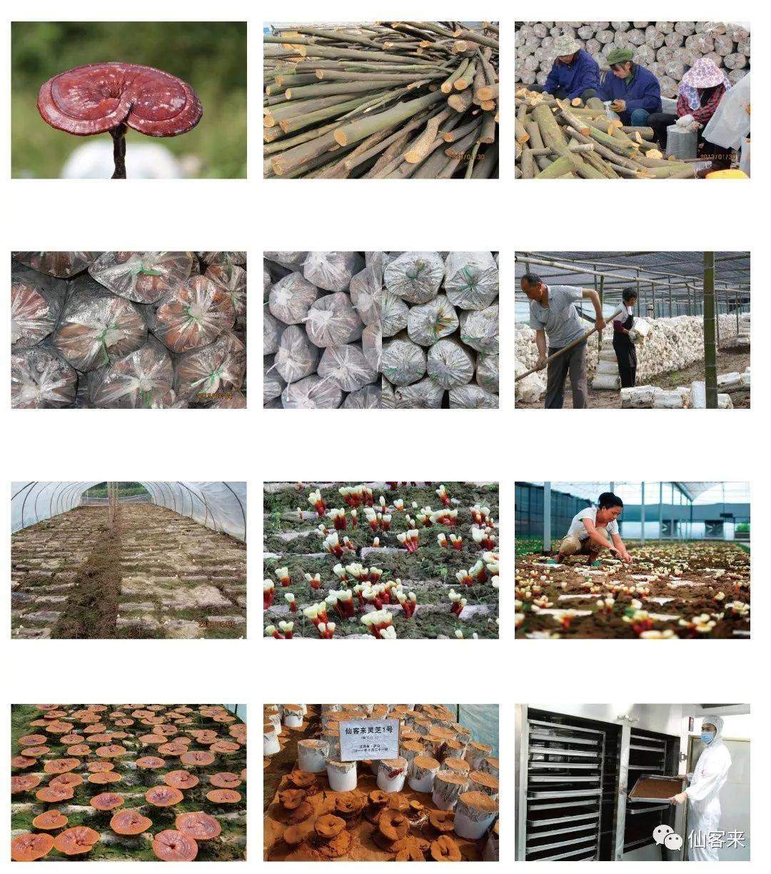 中國靈芝十大品牌|仙客來靈芝|仙客來靈芝破壁孢子粉|仙客來孢子油|仙客來靈芝飲片|仙客來破壁孢子粉|仙客來靈芝中藥飲片|馳名商標(biāo)|m.tianyabagua.cn|