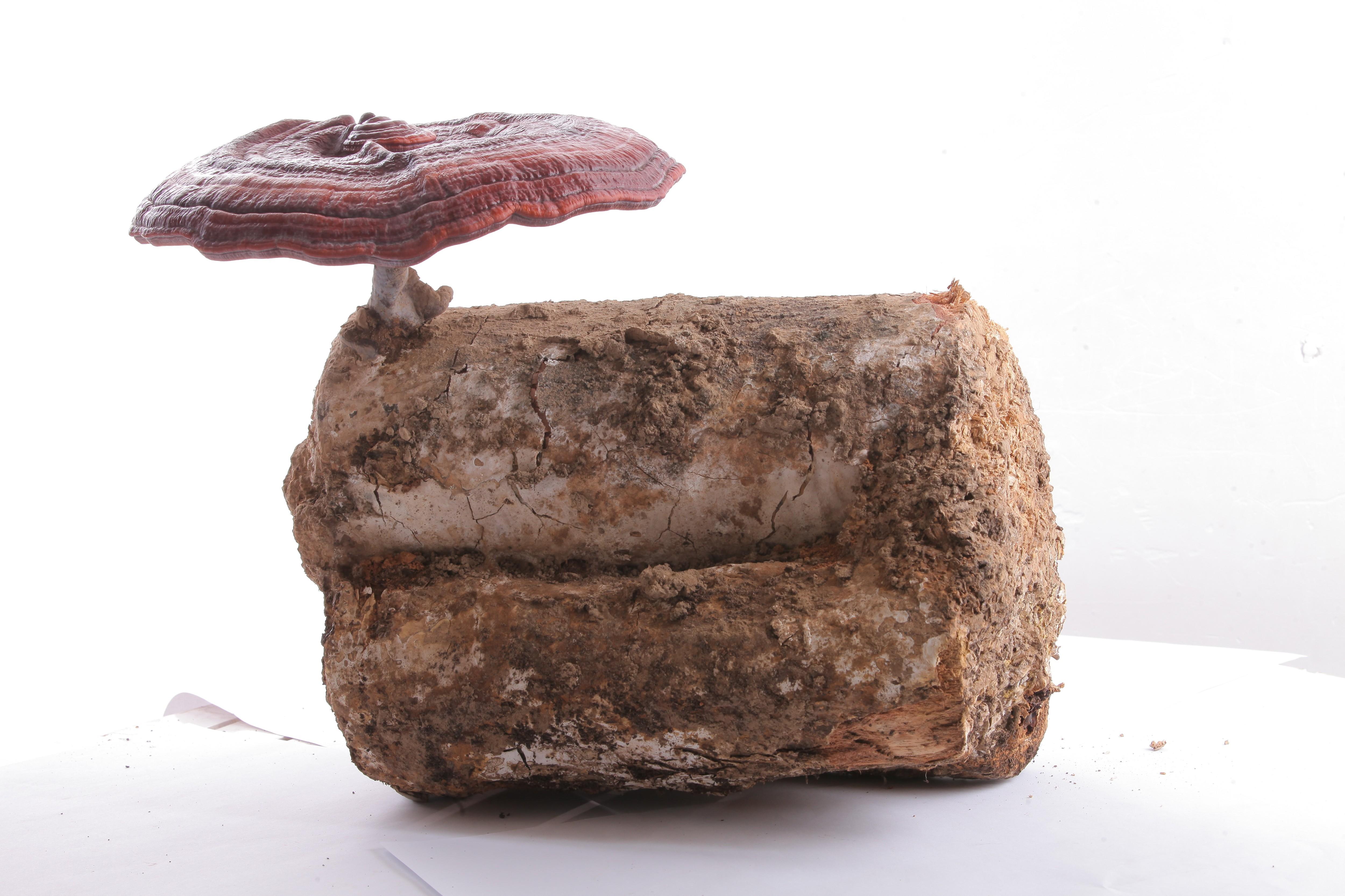 杭州亞運會官方靈芝產(chǎn)品供應(yīng)商|杭州亞運會官方供應(yīng)商|中國靈芝十大品牌|仙客來靈芝|仙客來靈芝破壁孢子粉|仙客來孢子油|仙客來靈芝飲片|仙客來破壁孢子粉|靈芝孢子油|孢子粉|靈芝破壁孢子粉|靈芝|中華老字號