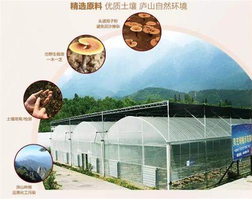 杭州亞運會官方靈芝產(chǎn)品供應(yīng)商|杭州亞運會官方供應(yīng)商|中國靈芝十大品牌|仙客來靈芝|仙客來靈芝破壁孢子粉|仙客來孢子油|仙客來靈芝飲片|仙客來破壁孢子粉|靈芝孢子油|孢子粉|靈芝破壁孢子粉|靈芝|中華老字號 杭州亞運會官方靈芝產(chǎn)品供應(yīng)商|杭州亞運會官方供應(yīng)商|中國靈芝十大品牌|仙客來靈芝|仙客來靈芝破壁孢子粉|仙客來孢子油|仙客來靈芝飲片|仙客來破壁孢子粉|靈芝孢子油|孢子粉|靈芝破壁孢子粉|靈芝|中華老字號