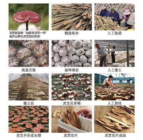 1587783247449409.jpg 2275B233DAA312EAD780009F06E8D46D_看圖王.jpg