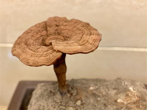 1597390926470974.jpeg IMG_4014.jpeg