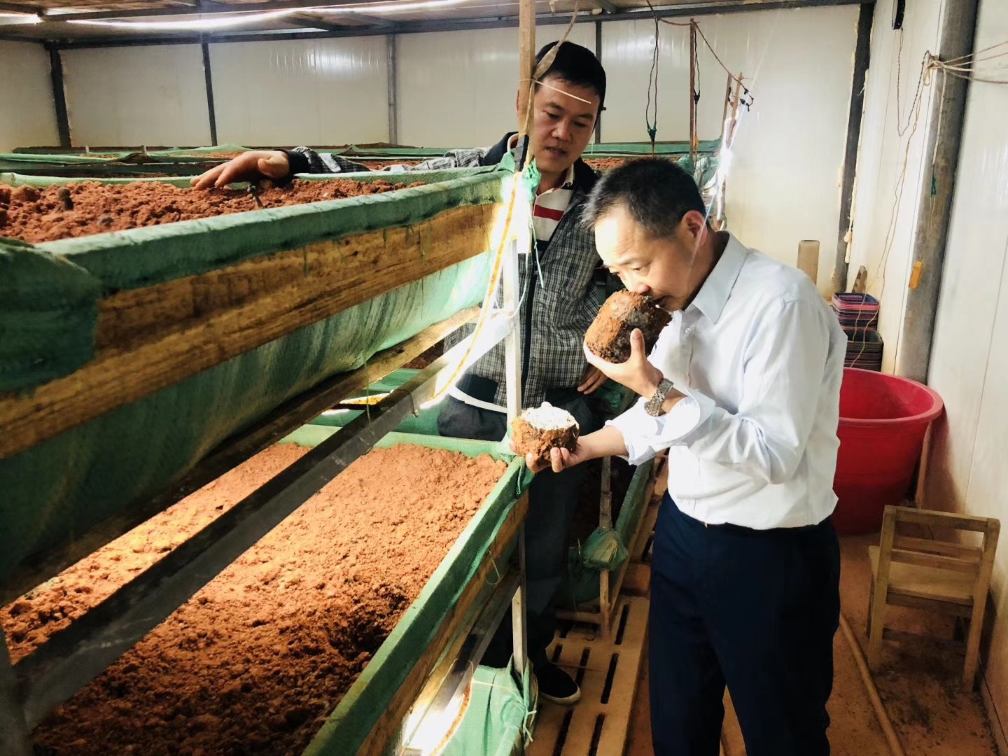 杭州亞運(yùn)會(huì)官方靈芝產(chǎn)品供應(yīng)商|杭州亞運(yùn)會(huì)官方供應(yīng)商|中國靈芝十大品牌|仙客來靈芝|仙客來靈芝破壁孢子粉|仙客來孢子油|仙客來靈芝飲片|仙客來破壁孢子粉|靈芝孢子油|孢子粉|靈芝破壁孢子粉|靈芝|中華老字號(hào) 杭州亞運(yùn)會(huì)官方靈芝產(chǎn)品供應(yīng)商|杭州亞運(yùn)會(huì)官方供應(yīng)商|中國靈芝十大品牌|仙客來靈芝|仙客來靈芝破壁孢子粉|仙客來孢子油|仙客來靈芝飲片|仙客來破壁孢子粉|靈芝孢子油|孢子粉|靈芝破壁孢子粉|靈芝|中華老字號(hào)