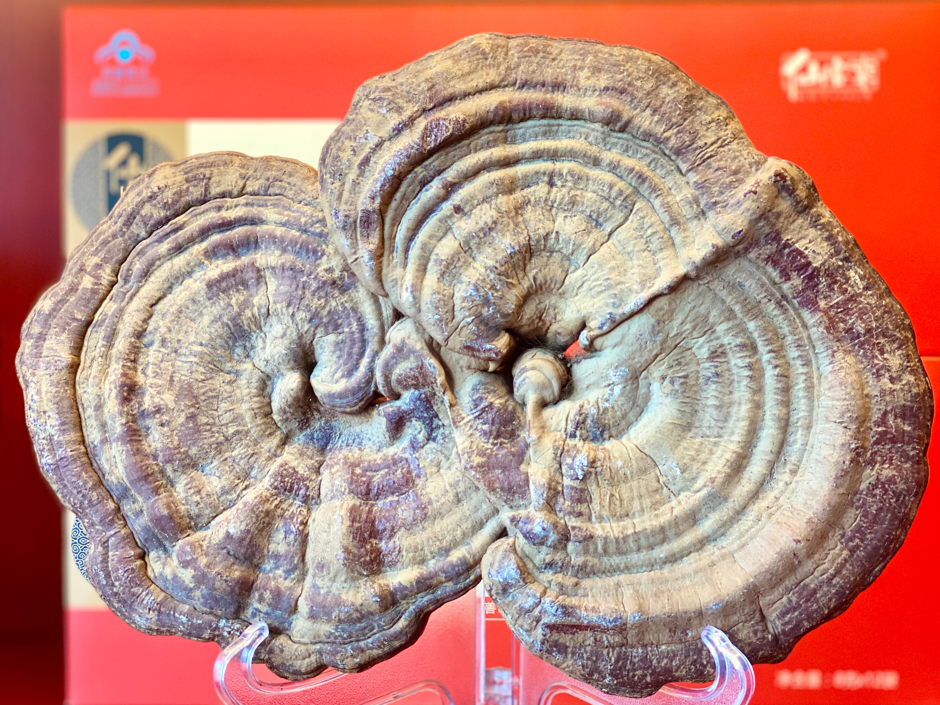 杭州亞運(yùn)會官方靈芝產(chǎn)品供應(yīng)商|杭州亞運(yùn)會官方供應(yīng)商|中國靈芝十大品牌|仙客來靈芝|仙客來靈芝破壁孢子粉|仙客來孢子油|仙客來靈芝飲片|仙客來破壁孢子粉|靈芝孢子油|孢子粉|靈芝破壁孢子粉|靈芝|中華老字號 杭州亞運(yùn)會官方靈芝產(chǎn)品供應(yīng)商|杭州亞運(yùn)會官方供應(yīng)商|中國靈芝十大品牌|仙客來靈芝|仙客來靈芝破壁孢子粉|仙客來孢子油|仙客來靈芝飲片|仙客來破壁孢子粉|靈芝孢子油|孢子粉|靈芝破壁孢子粉|靈芝|中華老字號