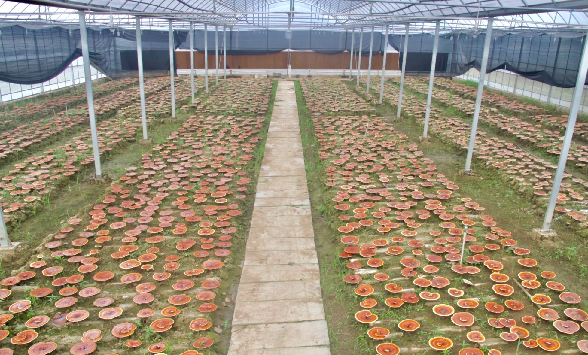 杭州亞運(yùn)會(huì)官方靈芝產(chǎn)品供應(yīng)商|杭州亞運(yùn)會(huì)官方供應(yīng)商|中國(guó)靈芝十大品牌|仙客來靈芝|仙客來靈芝破壁孢子粉|仙客來孢子油|仙客來靈芝飲片|仙客來破壁孢子粉|靈芝孢子油|孢子粉|靈芝破壁孢子粉|靈芝|中華老字號(hào) 杭州亞運(yùn)會(huì)官方靈芝產(chǎn)品供應(yīng)商|杭州亞運(yùn)會(huì)官方供應(yīng)商|中國(guó)靈芝十大品牌|仙客來靈芝|仙客來靈芝破壁孢子粉|仙客來孢子油|仙客來靈芝飲片|仙客來破壁孢子粉|靈芝孢子油|孢子粉|靈芝破壁孢子粉|靈芝|中華老字號(hào)