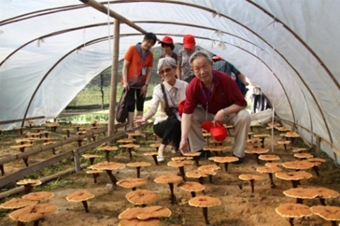 杭州亞運(yùn)會(huì)官方靈芝產(chǎn)品供應(yīng)商|杭州亞運(yùn)會(huì)官方供應(yīng)商|中國靈芝十大品牌|仙客來靈芝|仙客來靈芝破壁孢子粉|仙客來孢子油|仙客來靈芝飲片|仙客來破壁孢子粉|靈芝孢子油|孢子粉|靈芝破壁孢子粉|靈芝|中華老字號 杭州亞運(yùn)會(huì)官方靈芝產(chǎn)品供應(yīng)商|杭州亞運(yùn)會(huì)官方供應(yīng)商|中國靈芝十大品牌|仙客來靈芝|仙客來靈芝破壁孢子粉|仙客來孢子油|仙客來靈芝飲片|仙客來破壁孢子粉|靈芝孢子油|孢子粉|靈芝破壁孢子粉|靈芝|中華老字號