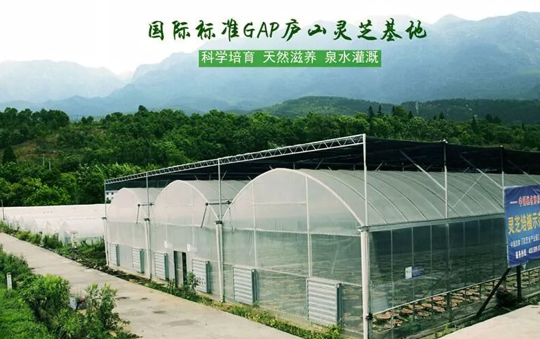 杭州亞運(yùn)會(huì)官方靈芝產(chǎn)品供應(yīng)商|杭州亞運(yùn)會(huì)官方供應(yīng)商|中國靈芝十大品牌|仙客來靈芝|仙客來靈芝破壁孢子粉|仙客來孢子油|仙客來靈芝飲片|仙客來破壁孢子粉|靈芝孢子油|孢子粉|靈芝破壁孢子粉|靈芝|中華老字號(hào) 杭州亞運(yùn)會(huì)官方靈芝產(chǎn)品供應(yīng)商|杭州亞運(yùn)會(huì)官方供應(yīng)商|中國靈芝十大品牌|仙客來靈芝|仙客來靈芝破壁孢子粉|仙客來孢子油|仙客來靈芝飲片|仙客來破壁孢子粉|靈芝孢子油|孢子粉|靈芝破壁孢子粉|靈芝|中華老字號(hào)