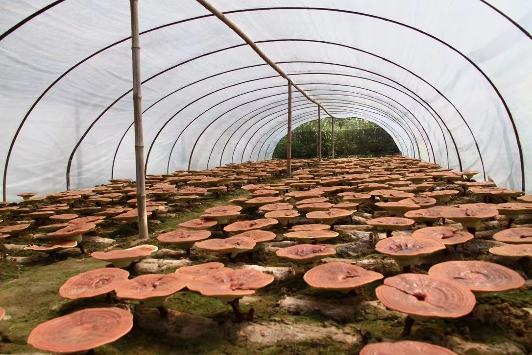 杭州亞運會官方靈芝產(chǎn)品供應(yīng)商|杭州亞運會官方供應(yīng)商|中國靈芝十大品牌|仙客來靈芝|仙客來靈芝破壁孢子粉|仙客來孢子油|仙客來靈芝飲片|仙客來破壁孢子粉|靈芝孢子油|孢子粉|靈芝破壁孢子粉|靈芝|中華老字號 杭州亞運會官方靈芝產(chǎn)品供應(yīng)商|杭州亞運會官方供應(yīng)商|中國靈芝十大品牌|仙客來靈芝|仙客來靈芝破壁孢子粉|仙客來孢子油|仙客來靈芝飲片|仙客來破壁孢子粉|靈芝孢子油|孢子粉|靈芝破壁孢子粉|靈芝|中華老字號