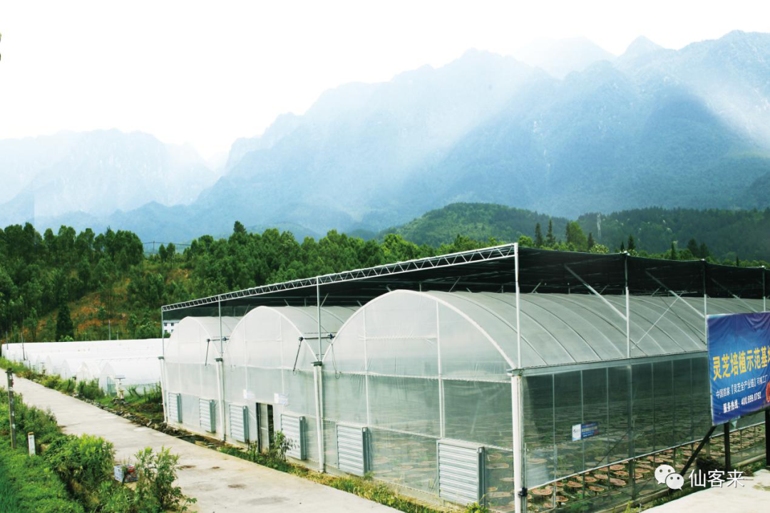 杭州亞運(yùn)會官方靈芝產(chǎn)品供應(yīng)商|杭州亞運(yùn)會官方供應(yīng)商|中國靈芝十大品牌|仙客來靈芝|仙客來靈芝破壁孢子粉|仙客來孢子油|仙客來靈芝飲片|仙客來破壁孢子粉|靈芝孢子油|孢子粉|靈芝破壁孢子粉|靈芝|中華老字號 杭州亞運(yùn)會官方靈芝產(chǎn)品供應(yīng)商|杭州亞運(yùn)會官方供應(yīng)商|中國靈芝十大品牌|仙客來靈芝|仙客來靈芝破壁孢子粉|仙客來孢子油|仙客來靈芝飲片|仙客來破壁孢子粉|靈芝孢子油|孢子粉|靈芝破壁孢子粉|靈芝|中華老字號