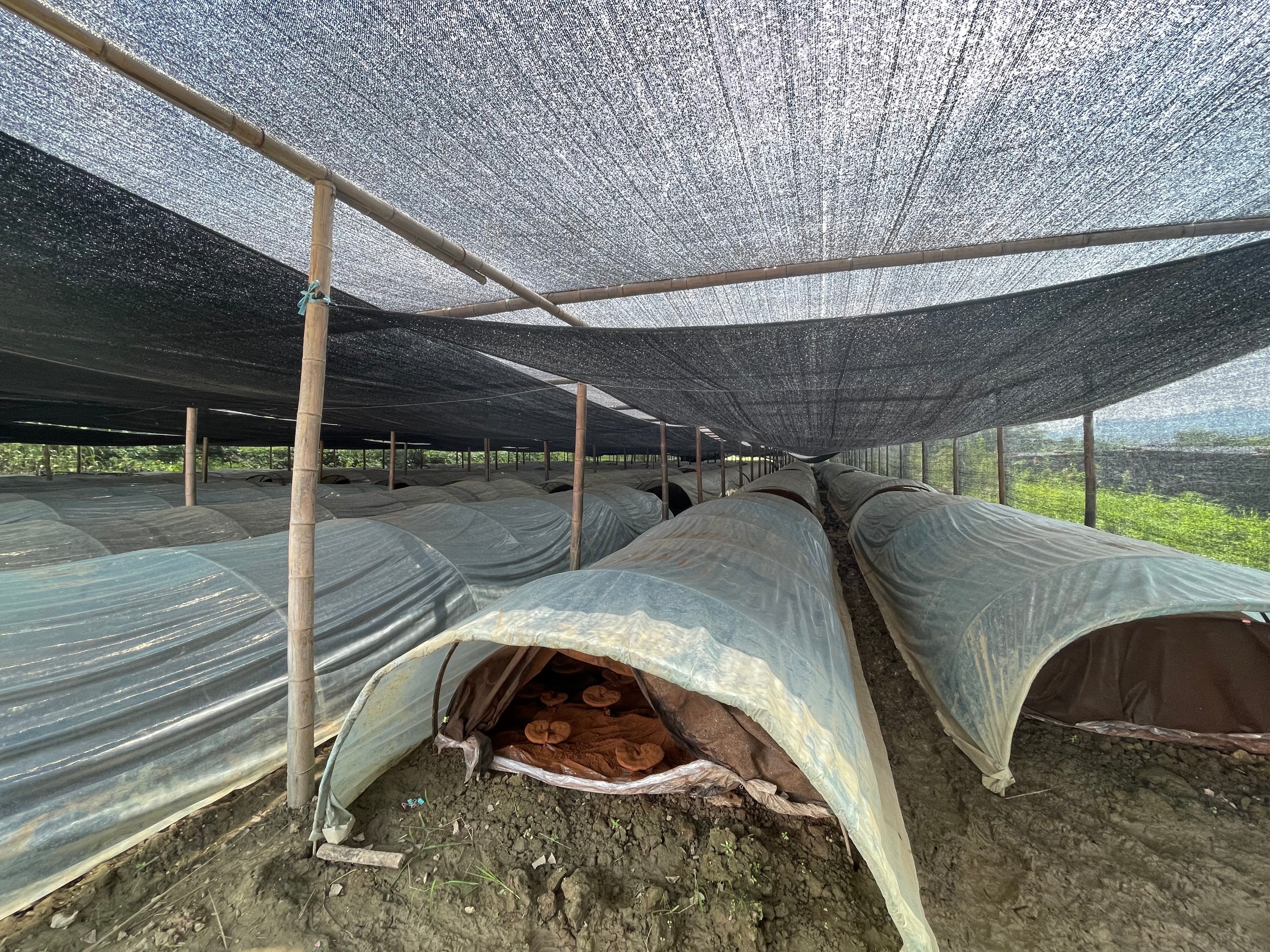 杭州亞運會官方靈芝產(chǎn)品供應商|杭州亞運會官方供應商|中國靈芝十大品牌|仙客來靈芝|仙客來靈芝破壁孢子粉|仙客來孢子油|仙客來靈芝飲片|仙客來破壁孢子粉|靈芝孢子油|孢子粉|靈芝破壁孢子粉|靈芝|中華老字號 杭州亞運會官方靈芝產(chǎn)品供應商|杭州亞運會官方供應商|中國靈芝十大品牌|仙客來靈芝|仙客來靈芝破壁孢子粉|仙客來孢子油|仙客來靈芝飲片|仙客來破壁孢子粉|靈芝孢子油|孢子粉|靈芝破壁孢子粉|靈芝|中華老字號