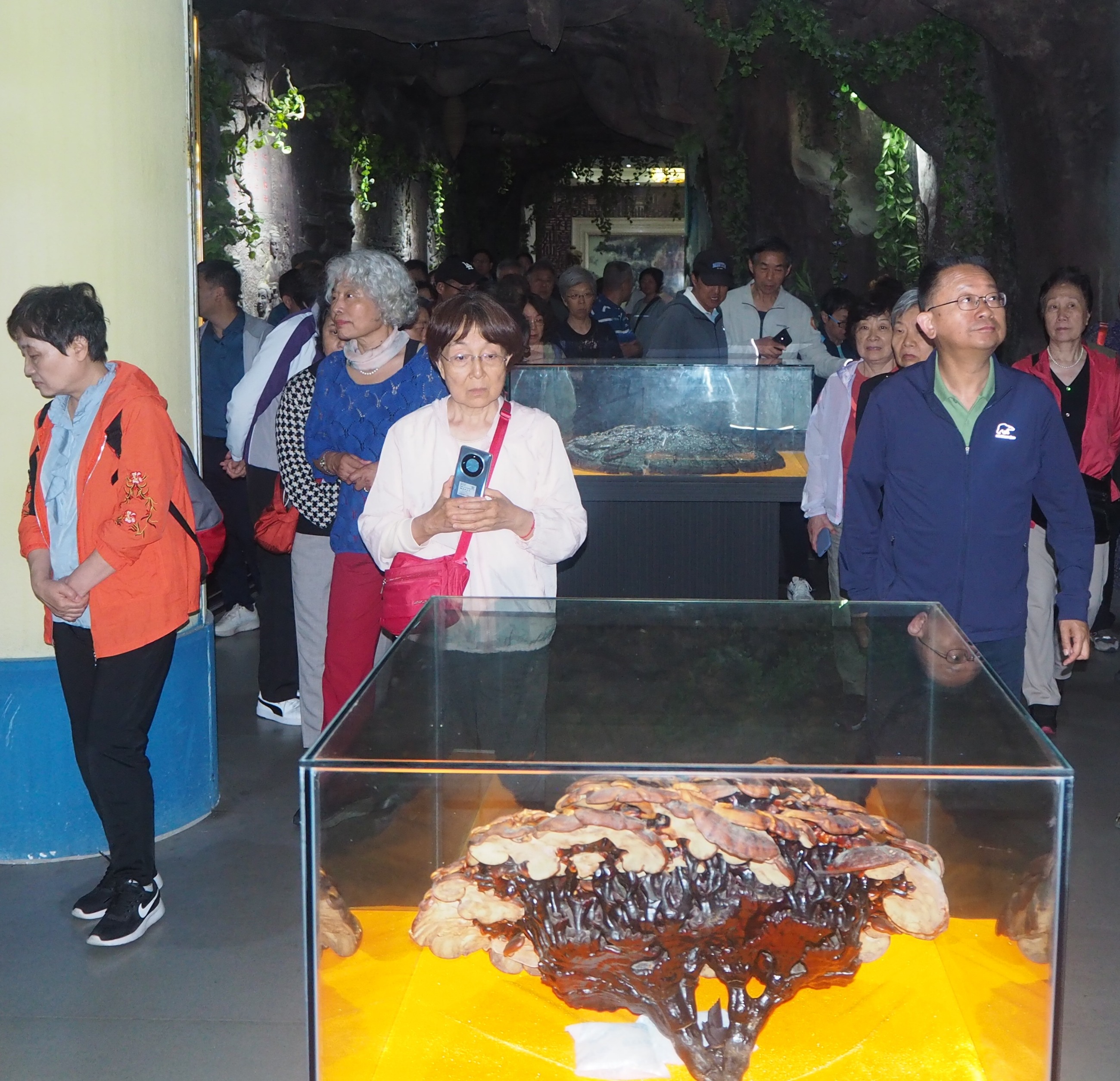 杭州亞運(yùn)會(huì)官方靈芝產(chǎn)品供應(yīng)商|杭州亞運(yùn)會(huì)官方供應(yīng)商|中國靈芝十大品牌|仙客來靈芝|仙客來靈芝破壁孢子粉|仙客來孢子油|仙客來靈芝飲片|仙客來破壁孢子粉|靈芝孢子油|孢子粉|靈芝破壁孢子粉|靈芝|中華老字號(hào) 杭州亞運(yùn)會(huì)官方靈芝產(chǎn)品供應(yīng)商|杭州亞運(yùn)會(huì)官方供應(yīng)商|中國靈芝十大品牌|仙客來靈芝|仙客來靈芝破壁孢子粉|仙客來孢子油|仙客來靈芝飲片|仙客來破壁孢子粉|靈芝孢子油|孢子粉|靈芝破壁孢子粉|靈芝|中華老字號(hào)