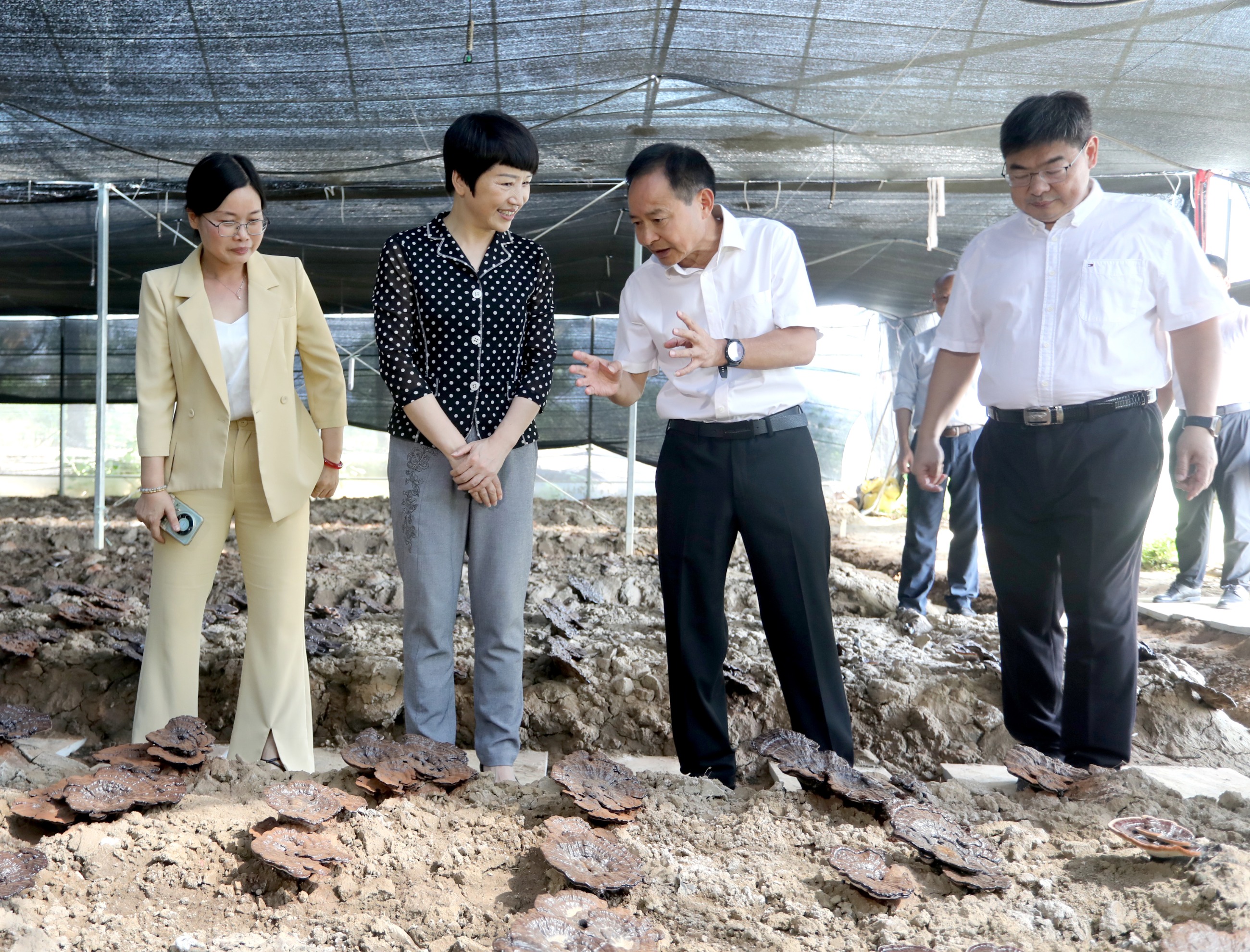 杭州亞運(yùn)會(huì)官方靈芝產(chǎn)品供應(yīng)商|杭州亞運(yùn)會(huì)官方供應(yīng)商|中國靈芝十大品牌|仙客來靈芝|仙客來靈芝破壁孢子粉|仙客來孢子油|仙客來靈芝飲片|仙客來破壁孢子粉|靈芝孢子油|孢子粉|靈芝破壁孢子粉|靈芝|中華老字號 杭州亞運(yùn)會(huì)官方靈芝產(chǎn)品供應(yīng)商|杭州亞運(yùn)會(huì)官方供應(yīng)商|中國靈芝十大品牌|仙客來靈芝|仙客來靈芝破壁孢子粉|仙客來孢子油|仙客來靈芝飲片|仙客來破壁孢子粉|靈芝孢子油|孢子粉|靈芝破壁孢子粉|靈芝|中華老字號