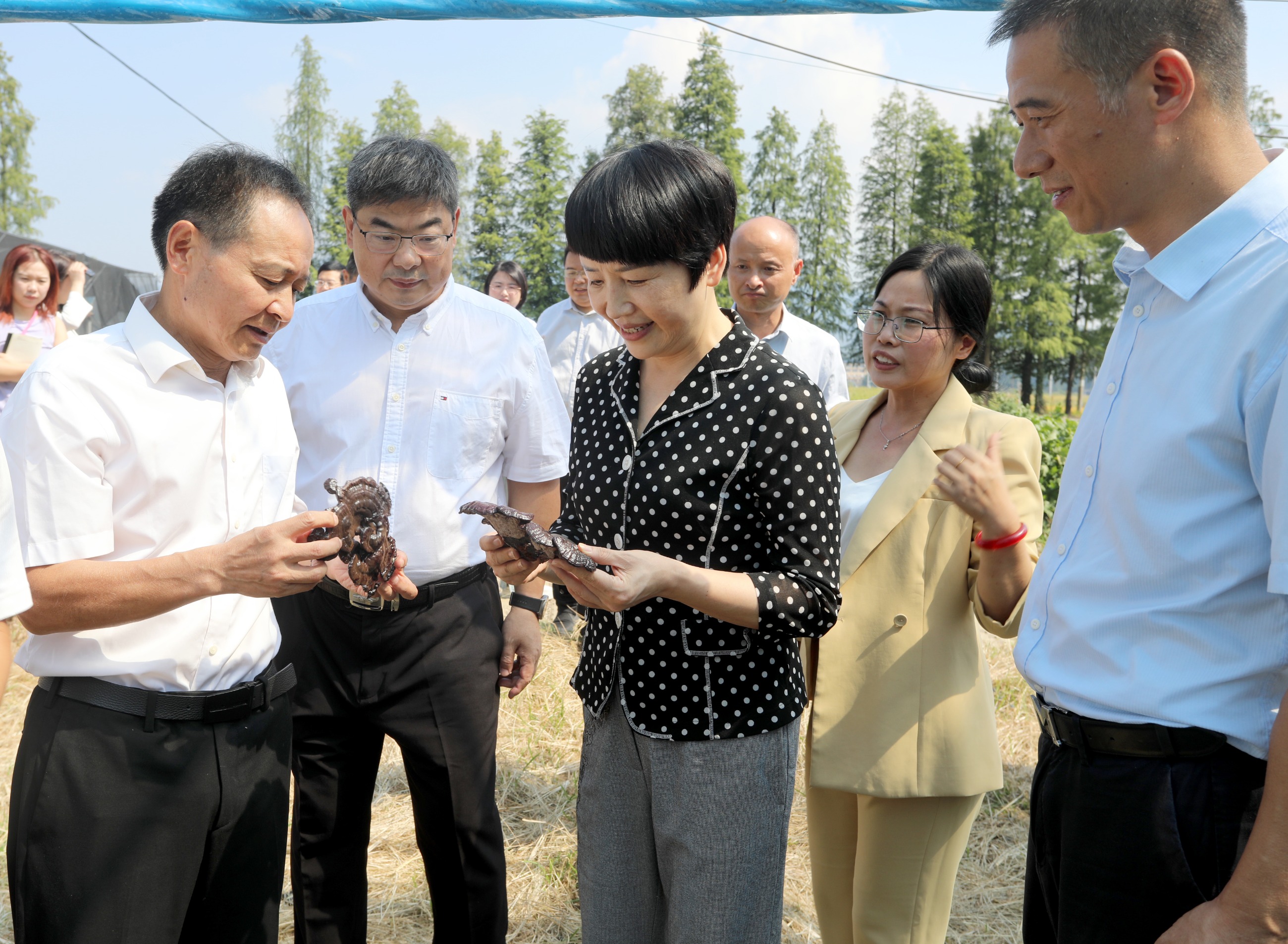 杭州亞運(yùn)會(huì)官方靈芝產(chǎn)品供應(yīng)商|杭州亞運(yùn)會(huì)官方供應(yīng)商|中國靈芝十大品牌|仙客來靈芝|仙客來靈芝破壁孢子粉|仙客來孢子油|仙客來靈芝飲片|仙客來破壁孢子粉|靈芝孢子油|孢子粉|靈芝破壁孢子粉|靈芝|中華老字號 杭州亞運(yùn)會(huì)官方靈芝產(chǎn)品供應(yīng)商|杭州亞運(yùn)會(huì)官方供應(yīng)商|中國靈芝十大品牌|仙客來靈芝|仙客來靈芝破壁孢子粉|仙客來孢子油|仙客來靈芝飲片|仙客來破壁孢子粉|靈芝孢子油|孢子粉|靈芝破壁孢子粉|靈芝|中華老字號