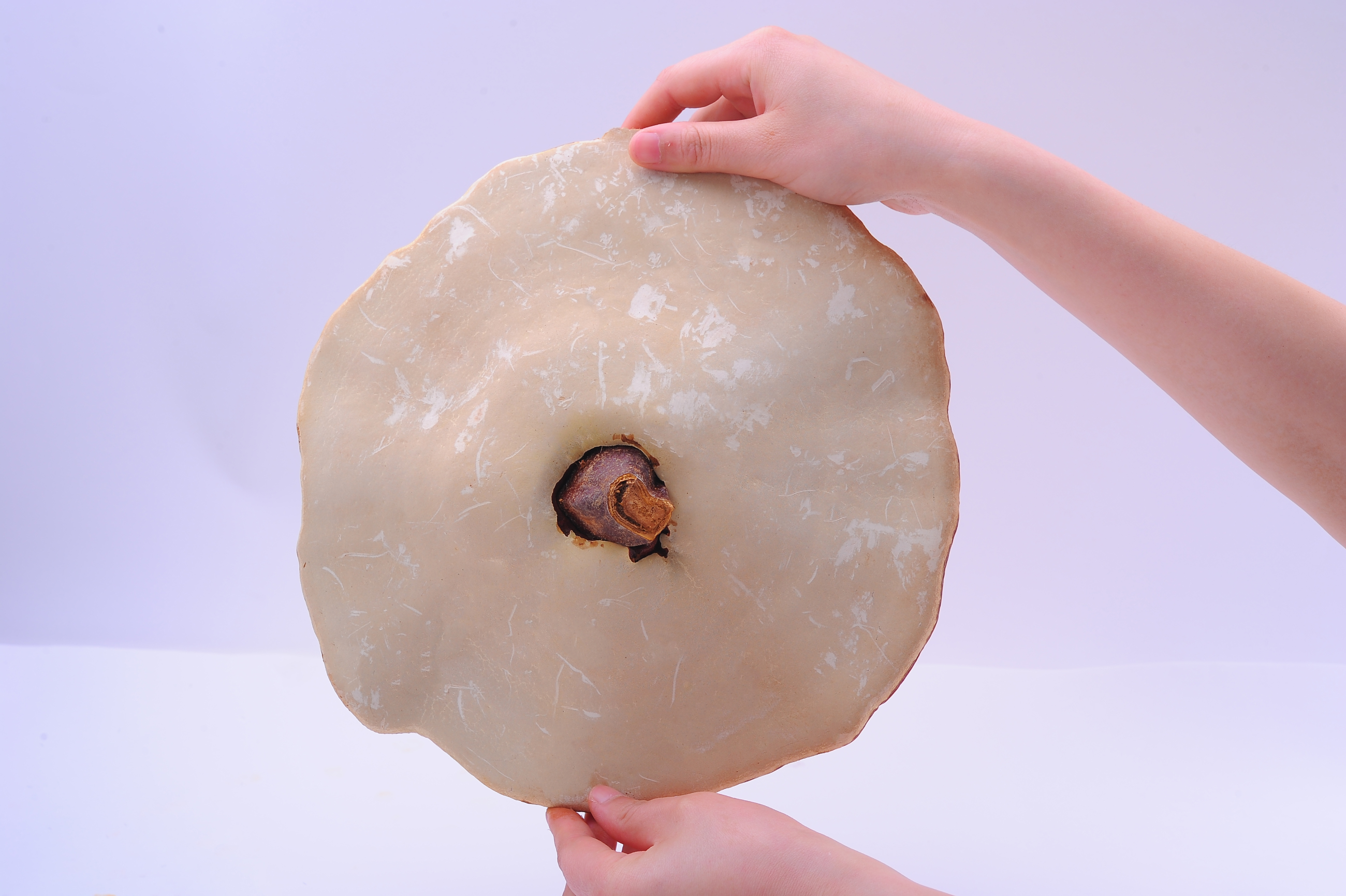 杭州亞運(yùn)會(huì)官方靈芝產(chǎn)品供應(yīng)商|杭州亞運(yùn)會(huì)官方供應(yīng)商|中國(guó)靈芝十大品牌|仙客來靈芝|仙客來靈芝破壁孢子粉|仙客來孢子油|仙客來靈芝飲片|仙客來破壁孢子粉|靈芝孢子油|孢子粉|靈芝破壁孢子粉|靈芝|中華老字號(hào)