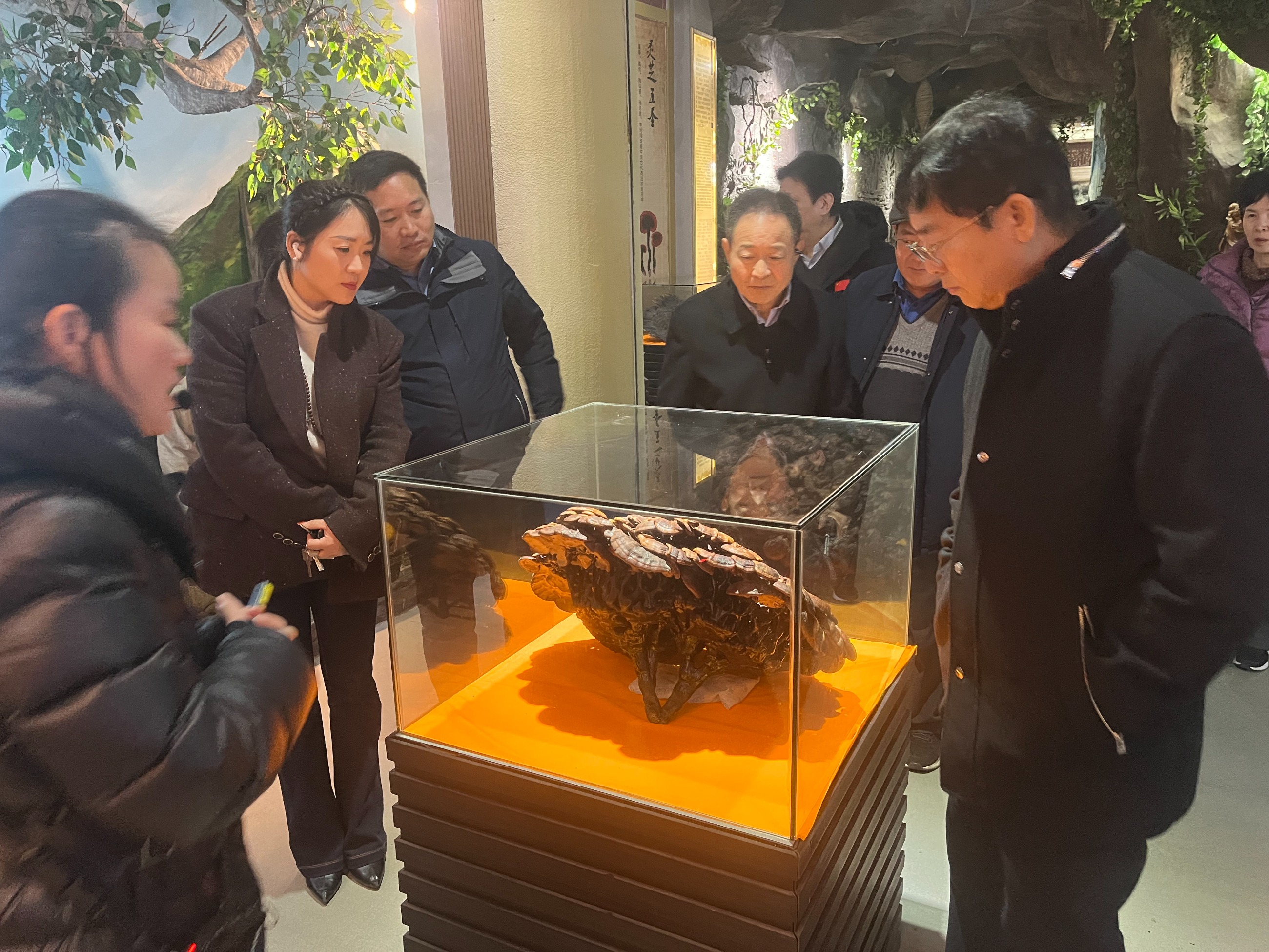 杭州亞運(yùn)會(huì)官方靈芝產(chǎn)品供應(yīng)商|杭州亞運(yùn)會(huì)官方供應(yīng)商|中國靈芝十大品牌|仙客來靈芝|仙客來靈芝破壁孢子粉|仙客來孢子油|仙客來靈芝飲片|仙客來破壁孢子粉|靈芝孢子油|孢子粉|靈芝破壁孢子粉|靈芝|中華老字號(hào)