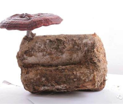 2020全國(guó)兩會(huì)特別報(bào)道：關(guān)于新冠疫情，看名醫(yī)、人大代表和政協(xié)委員如何說(shuō)？